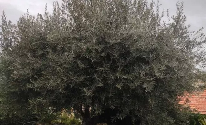 Élagage d'un grand arbre