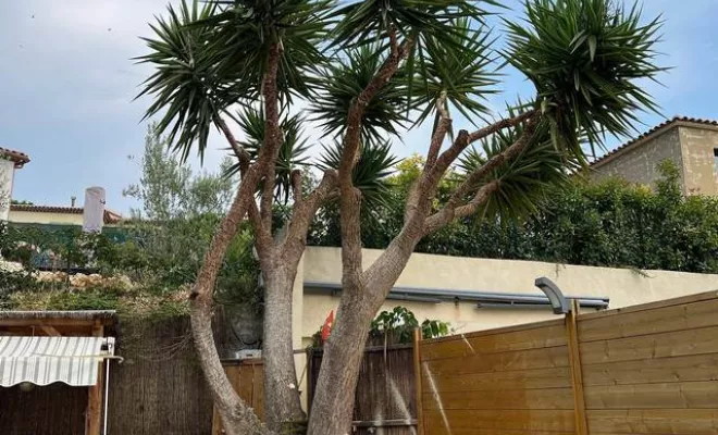 Élagage et abattage d'arbres