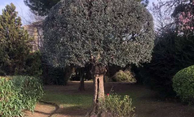 Jardin fleuri et entretenu