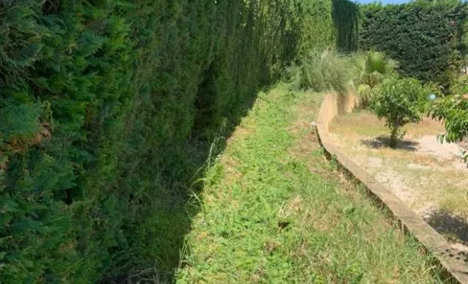 Taille de haies et arbustes
